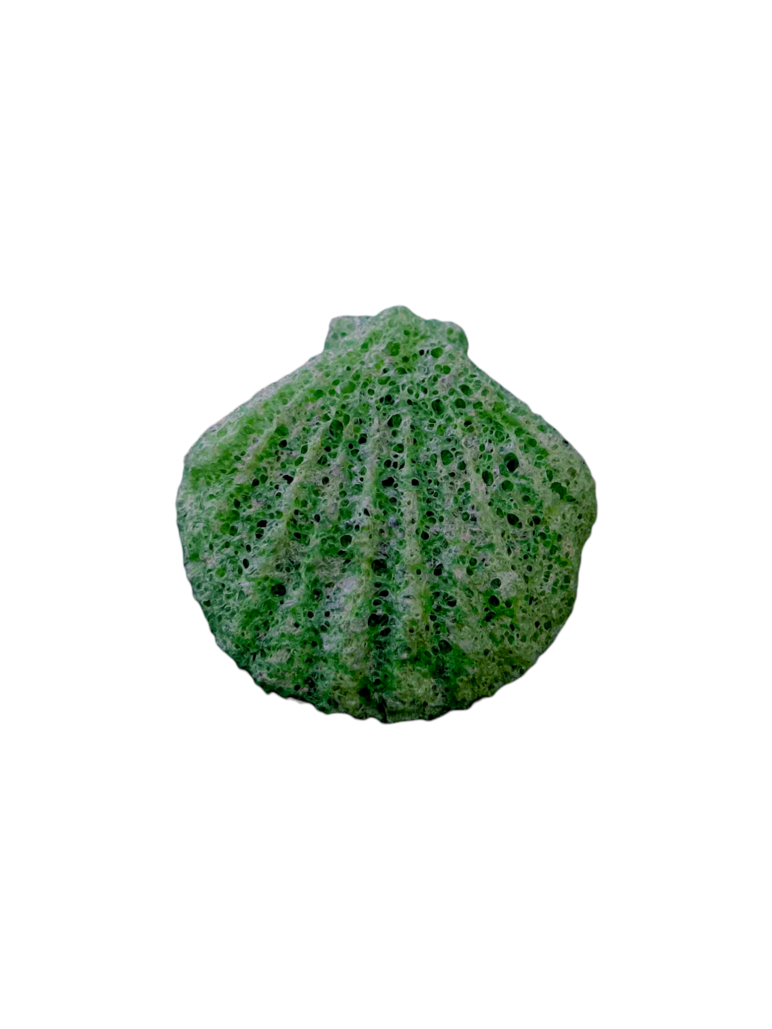 Esponja Konjac Concha Verde